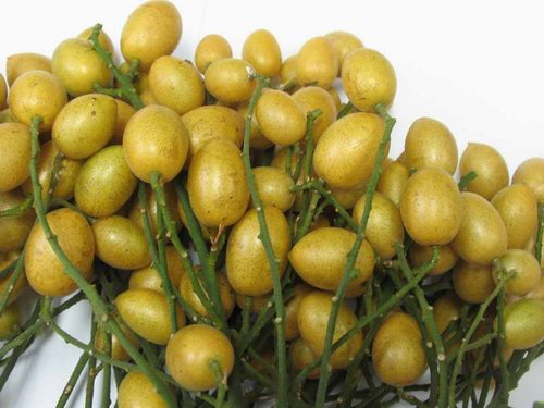 معرفی و راهنمای پرورش درختان میوه - وامپی